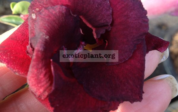 adenium-Black-Window-950-adenium-Black-Wildow-950-