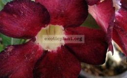 adenium-Blondsy-18