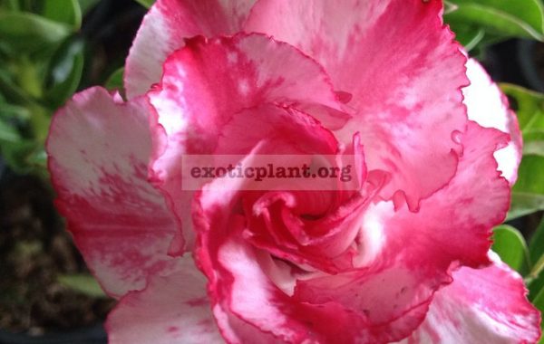 adenium-Buachompu-25