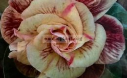 adenium-Butterfly-25