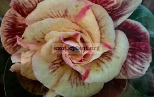 adenium-Butterfly-25