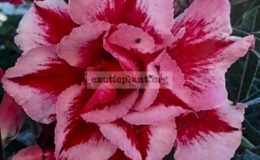 adenium-Chohk-Am-Nuay-25