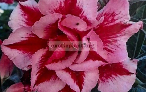 adenium-Chohk-Am-Nuay-25