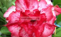 adenium-Chok-Rassamee-
