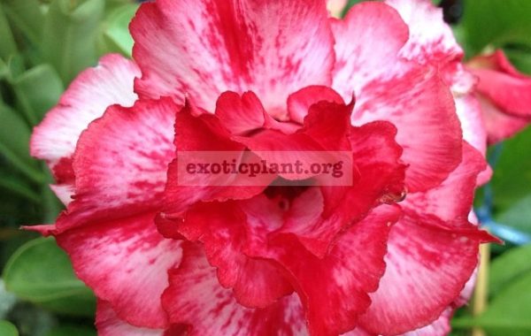 adenium-Chok-Rassamee-