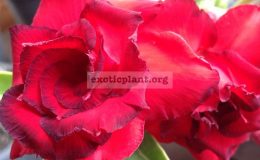 adenium-Dang-Somjai-20