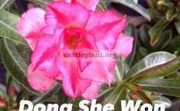 adenium-Dong-She-Won-