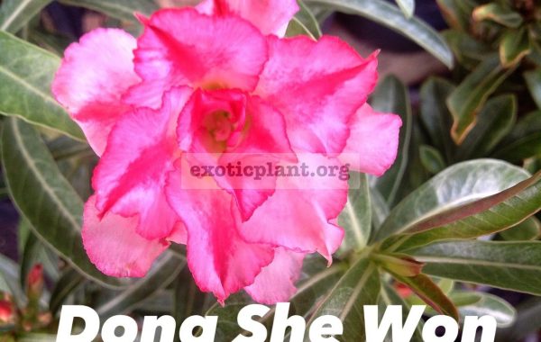 adenium-Dong-She-Won-