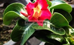 adenium-Dorset-Horn-