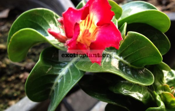 adenium-Dorset-Horn-