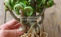 adenium-Dorset-Horn