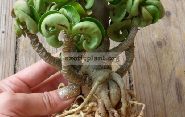 adenium-Dorset-Horn