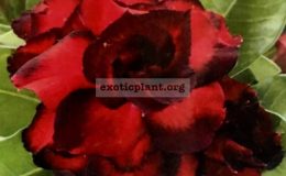 adenium-Dragon-Black-25