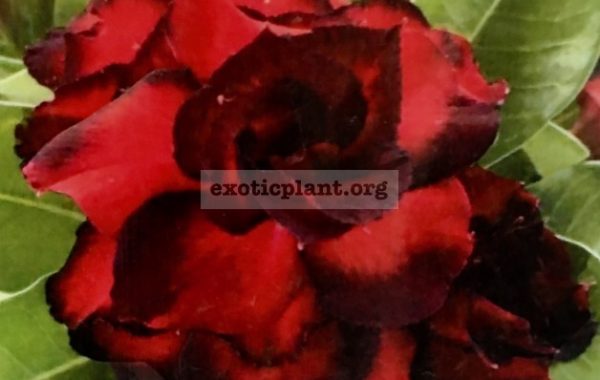 adenium-Dragon-Black-25