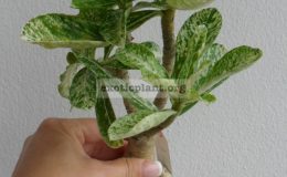 adenium-Gecko-variegated