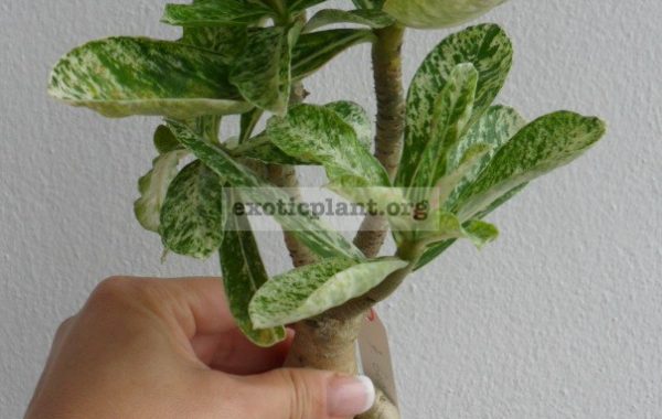 adenium-Gecko-variegated