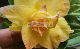adenium-Golden-Dragon-25