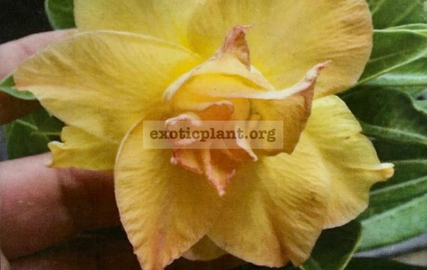 adenium-Golden-Dragon-25