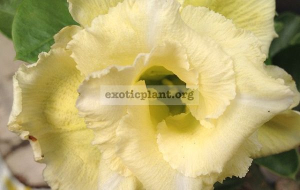 adenium-Golden-Hasadee-20