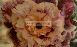 adenium-Golden-Years-25