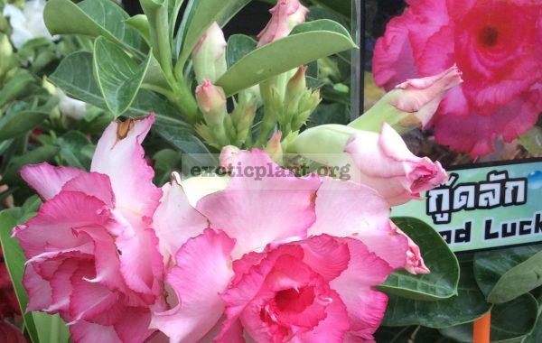 adenium-Good-Luck-