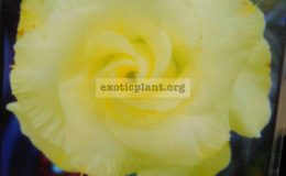 adenium-Happy-Gold