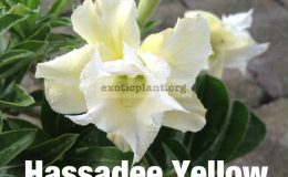 adenium-Hassadee-Yellow