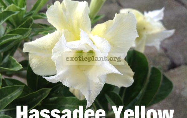 adenium-Hassadee-Yellow