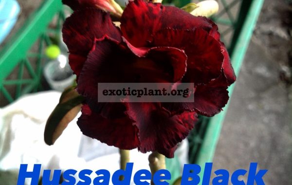 adenium-Hussadee-Black-