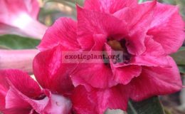 adenium-Irin-23