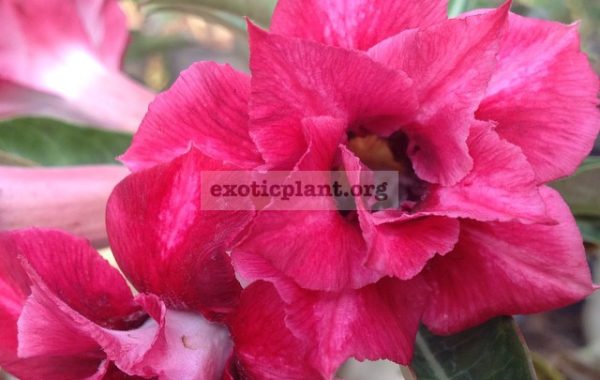 adenium-Irin-23