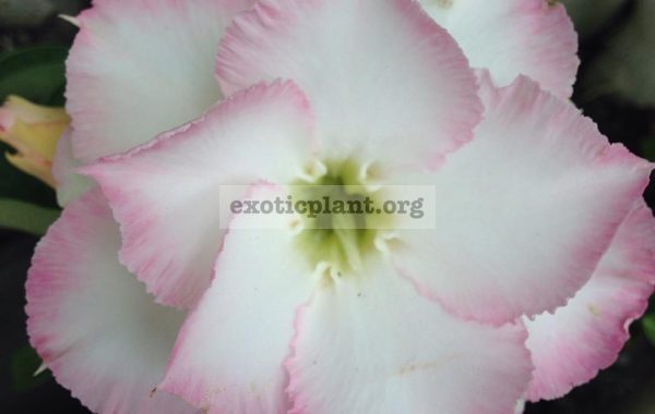 adenium-Jantra-20
