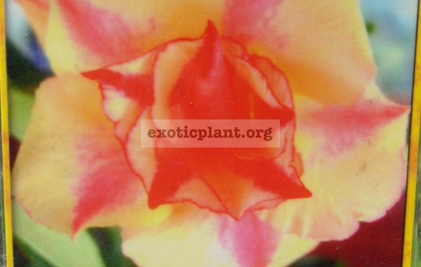 adenium-Jarern-Thong-