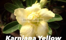 adenium-Kan-Ja-Na-Yellow-850-adenium-Karnjana-Yellow-