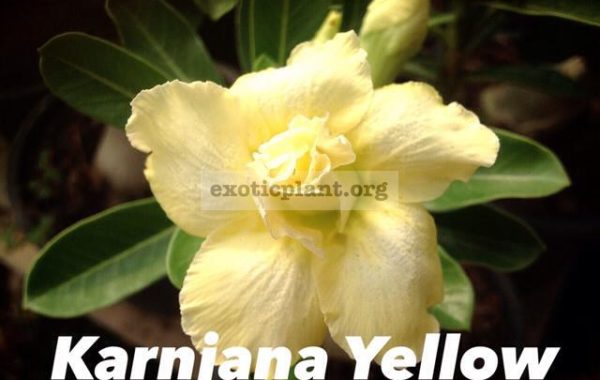 adenium-Kan-Ja-Na-Yellow-850-adenium-Karnjana-Yellow-