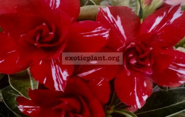 adenium-Kin-Na-Ri-25