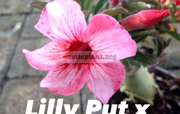 adenium-Lilly-put-x-