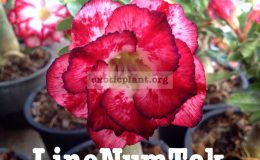 adenium-Lime-Num-Tok