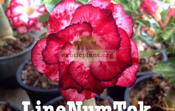 adenium-Lime-Num-Tok