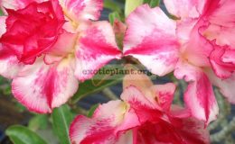 adenium-Line-Num-28