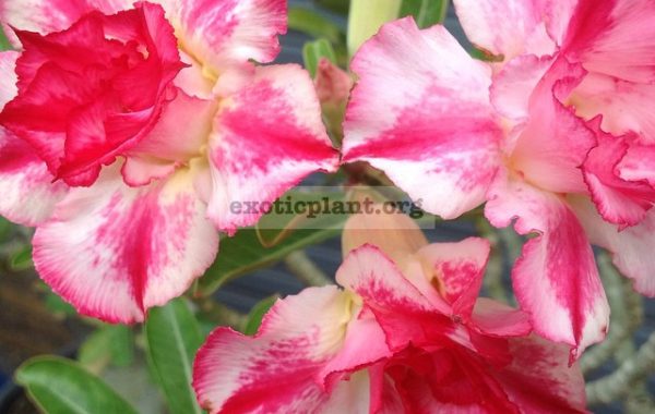 adenium-Line-Num-28