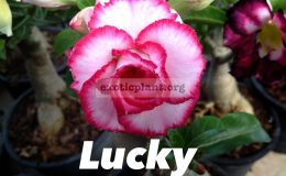 adenium-Lucky