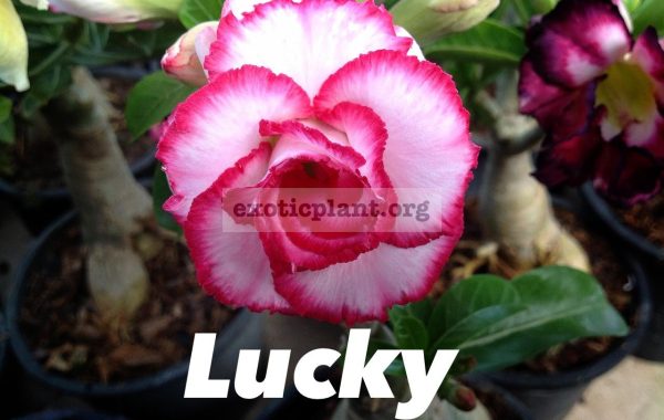 adenium-Lucky