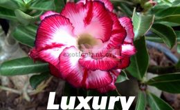 adenium-Luxury