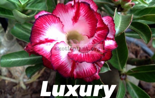 adenium-Luxury