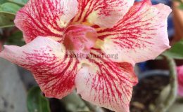 adenium-Mai-Thai-25