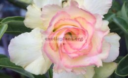 adenium-Mai-Thong-25