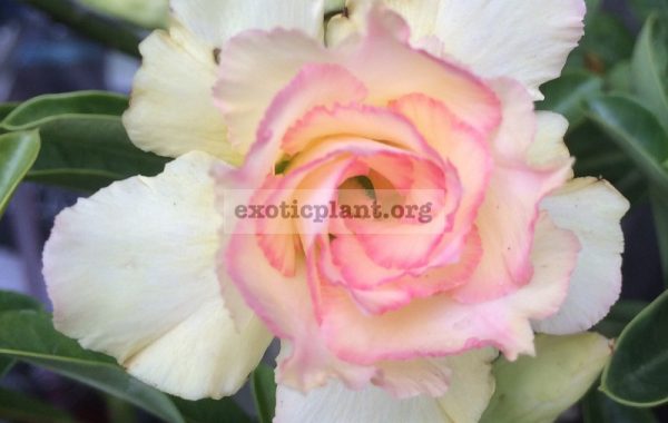 adenium-Mai-Thong-25