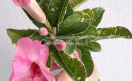 adenium-Milky-Shake-650-