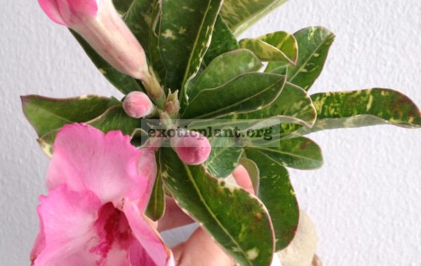 adenium-Milky-Shake-650-